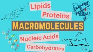 Macromolecules  Classes and Functions [upl. by Helenka]