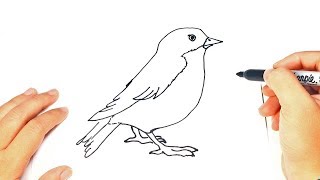 How to draw a Bird  Bird Easy Draw Tutorial [upl. by Chill]