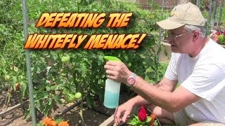 Defeating the Whitefly Garden Menace [upl. by Peggie]