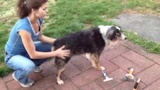 Grooming an Australian shepherd Buy an undercoat rake [upl. by Rebmik]