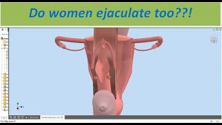 How Ejaculation Work Heres How an Erection amp Explosion of Semen Occurs Explained [upl. by Phionna]