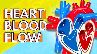 How Blood Flows Through the Heart [upl. by Dasya]