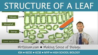 Structure of a leaf  GCSE Biology 91 [upl. by Aiyotal]