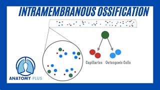 Intramembranous Ossification [upl. by Leunammi]