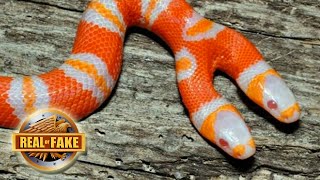 Bizarre Two Headed Snake real or fake [upl. by Ecadnac]