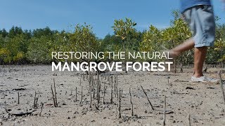 Restoring The Natural Mangrove Forest [upl. by Euqinimod]