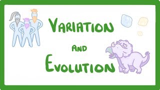 GCSE Biology  Variation and Evolution 68 [upl. by Eelah37]