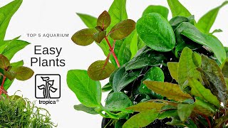 Top 5 Easy Aquarium Plants [upl. by Zacks]