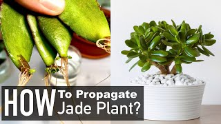 Jade Plant Propagation from Cuttings Crassula Ovata [upl. by Seabury]