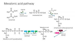 Mevalonic pathway [upl. by Ilona]