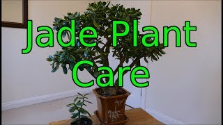 Jade Plant Care Crassula ovata [upl. by Calista]