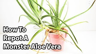 How To Repot And Divide Aloe Vera Plants  Repotting Tips [upl. by Asenab675]