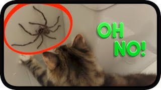 Huntsman Spider vs TWISTED Kittens [upl. by Nylsirhc]