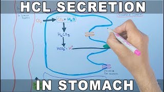 Mechanism of HCL Secretion [upl. by Eenattirb]