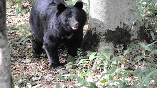 Japan contends with record number of bear attacks amid rural depopulation [upl. by Laktasic]