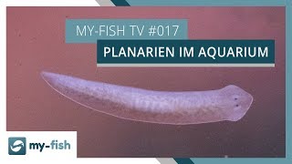 Was tun bei Planarien im Aquarium  myfish TV [upl. by Karylin834]