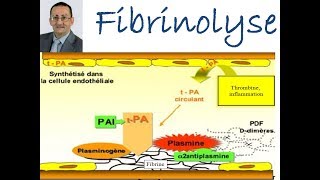 Fibrinolyse [upl. by Squires]