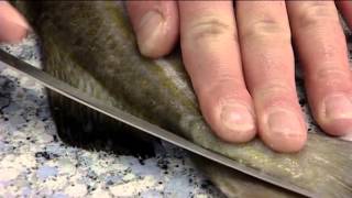 How to Fillet an Atlantic Cod  406 [upl. by Aissej]