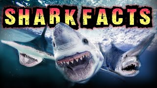 Shark Facts [upl. by Oab402]