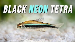 Species Spotlight  Black Neon Tetra [upl. by Westphal]