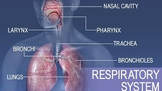 Anatomy and Physiology of Respiratory System [upl. by Ayenat]