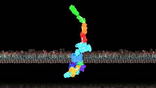 Pilus biogenesis at the outer membrane of Gramnegative bacteria [upl. by Dej]