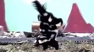 Spotted Skunk Handstand  Weird Nature  BBC Studios [upl. by Esaertal]