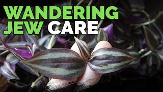 Wandering Jew Plant Care Growing Tradescantia Zebrina [upl. by Raffaj]