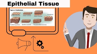 Epithelial Tissue for beginners [upl. by Healion]