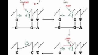 How DNA Ligation Works [upl. by Kath]