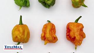 Peppers Ranked by Scoville Heat Units [upl. by Theodor]