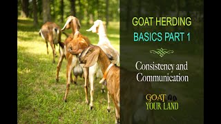 GOAT HERDING BASICS PART 1 [upl. by Aneroc]