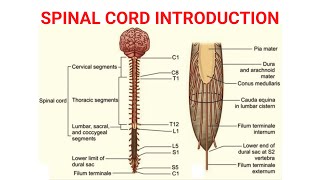 Spinal Cord Introduction  Neuroanatomy [upl. by Cynthie]