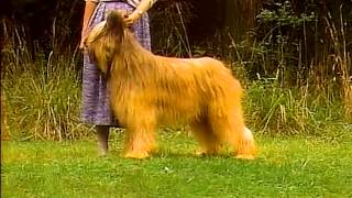 Briard  AKC Dog Breed Series [upl. by Anirak771]