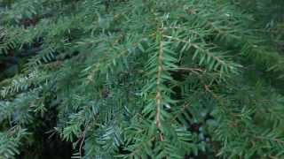 What you need to know about poison hemlock [upl. by Mariska167]