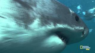 All About Shark Teeth  Nat Geo Kids Shark Playlist [upl. by Graves724]