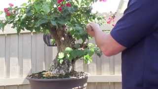 How to Bonsai  Bougainvillea Restyling the Tree [upl. by Christensen]