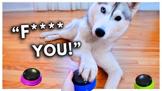 Dog Tries Talking Buttons and Uses Them to SWEAR [upl. by Atal]