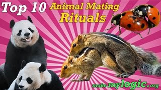 Top 10 Crazy Animal Mating Rituals [upl. by Kaleena]