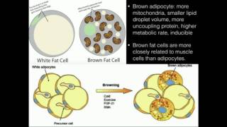 Uncoupling Proteins Thermogenin Produce HEAT [upl. by Anej]