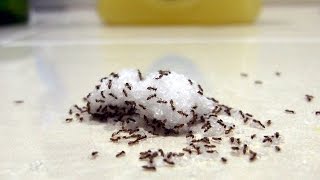 Indoor Ants  Tips amp Tricks For Finding The Nest [upl. by Nevak756]