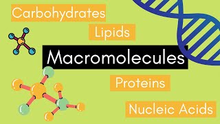 Beginners Guide to MACROMOLECULES [upl. by Wolfy]