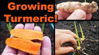 Growing Turmeric In 2020  Part 1 of 2 [upl. by Wetzel634]