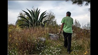 Tipos de maguey para hacer pulque en CDMX [upl. by Sevik]