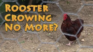 Rooster Crowing No More [upl. by Rorke]