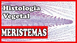 Histologia vegetal  Meristemas  tecidos vegetais aula 1 [upl. by Lem]