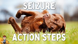 What to Do When Your Dog has a Seizure [upl. by Aela453]