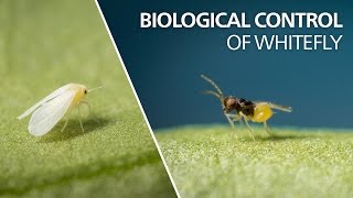 Biological control of whitefly  Encarsia Formosa [upl. by Vinny]