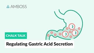 Regulating Gastric Acid Secretion Acetylcholine Gastrin and Histamine [upl. by Isdnil804]