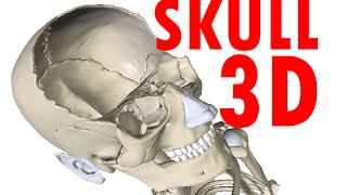 Skull Anatomy  Bones and Structures  Head Anatomy 1 [upl. by Eelrebmyk]